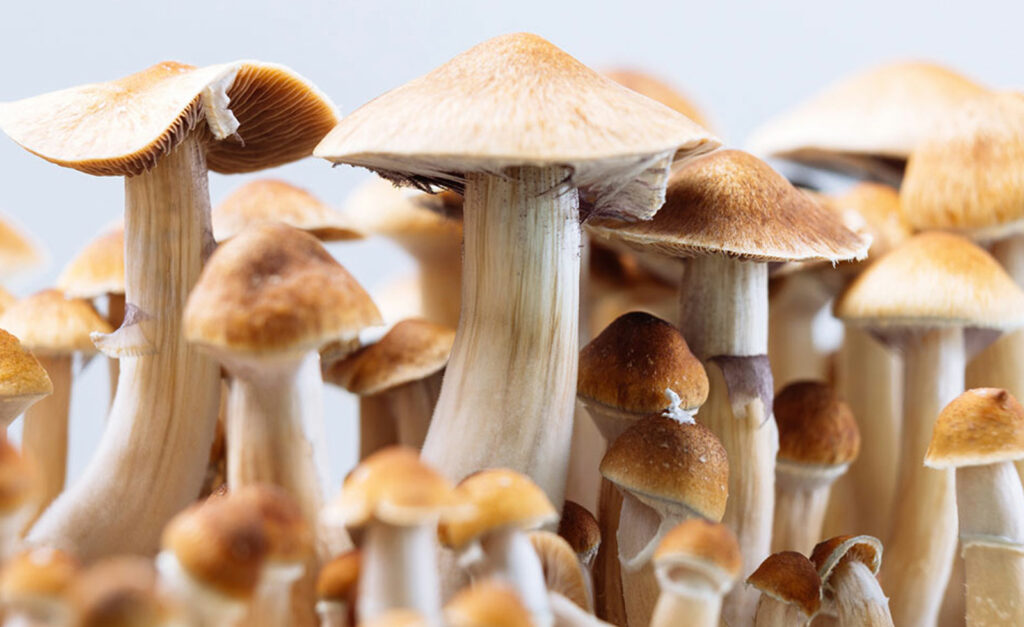 Top 11 Reasons to Try Magic Mushrooms Today