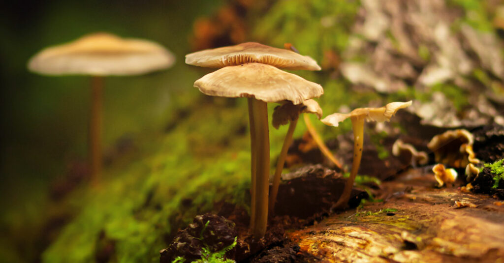 Different Types of Psychedelic Mushrooms