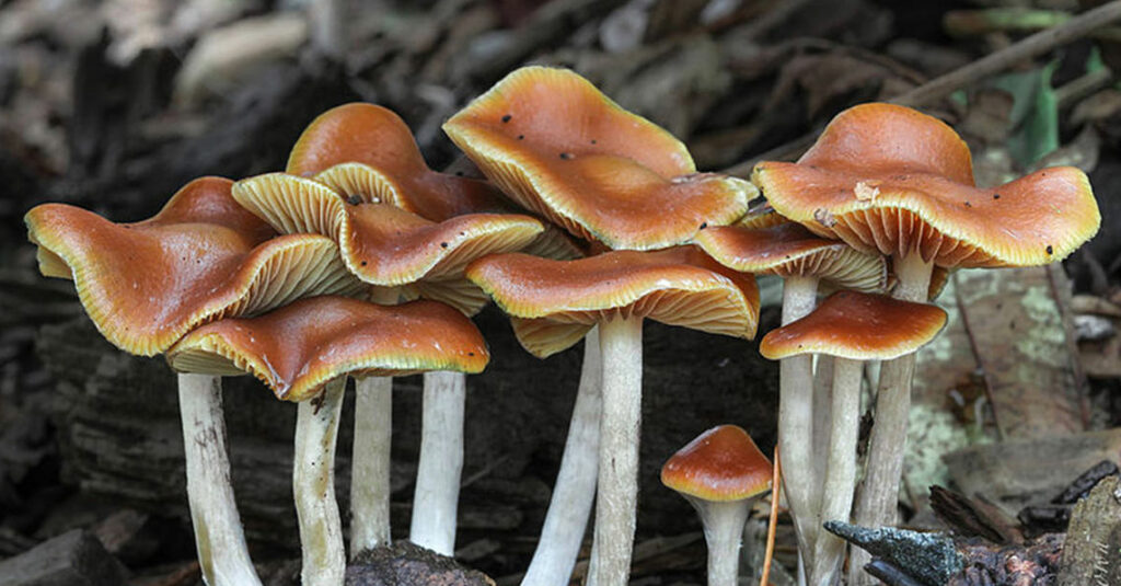 Acadian Coast Magic Mushrooms