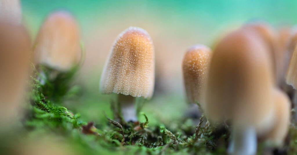 Magic Mushroom Spores in the Environment