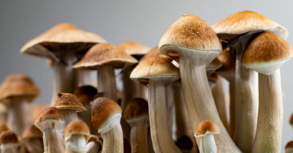 Understanding the Life Cycle of Magic Mushrooms