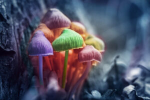 Magic Mushrooms