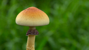 Psilocybe Cubensis (1)