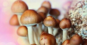 magic mushrooms