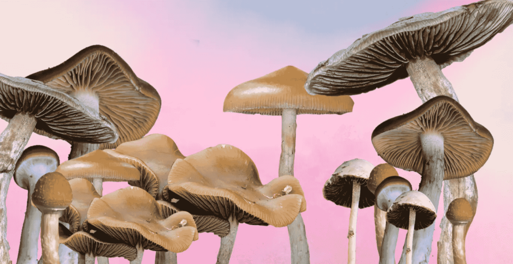 strains of magic mushrooms (1)