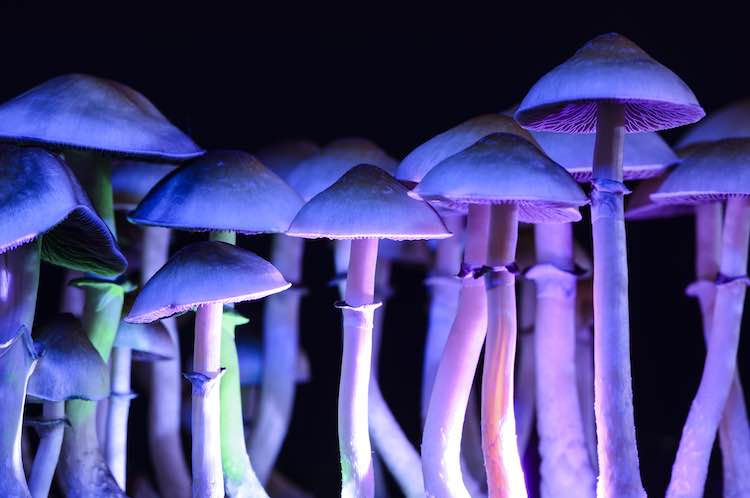 Hallucinogenic Mushrooms vs. Synthetic Psychedelics