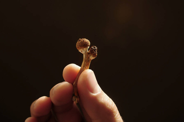 Psilocybin in Magic Mushrooms