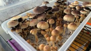Harvest Magic Mushrooms