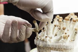 Psychedelic Research on magic mushroom