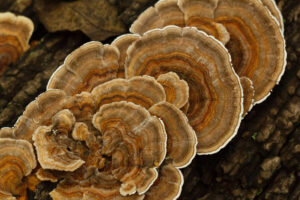 Turkey Tail mushrooms 