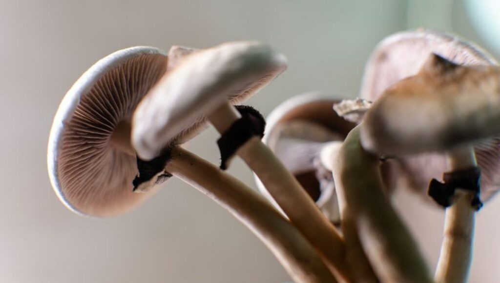 harvesting Magic Mushrooms