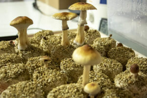 magic mushroom growing laws