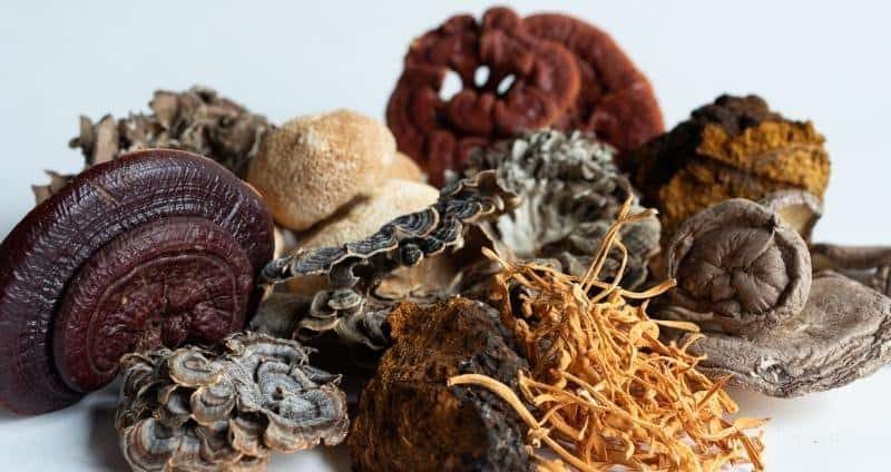 top 10 medicinal Mushrooms