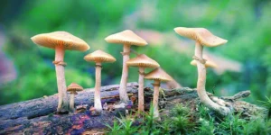 Magic-Mushrooms-o