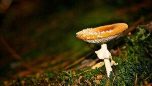 Magic-mushroom