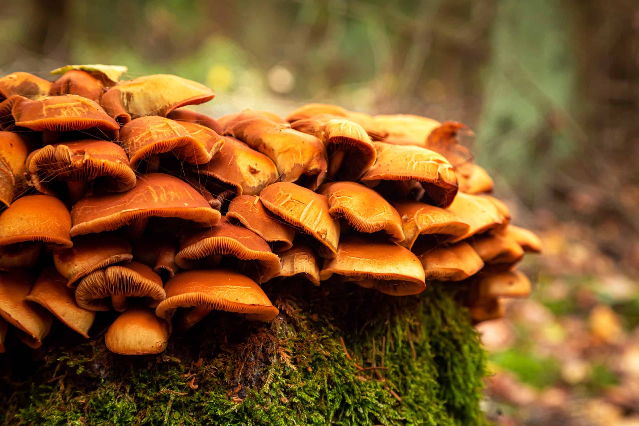 amazing-wild-mushrooms