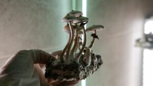 magic-mushroom-genomes