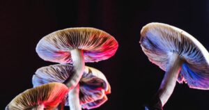 microdosing-psilocybin-mushrooms