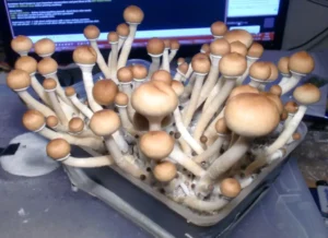 mushroomcanada