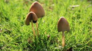 skynews-magic-mushrooms